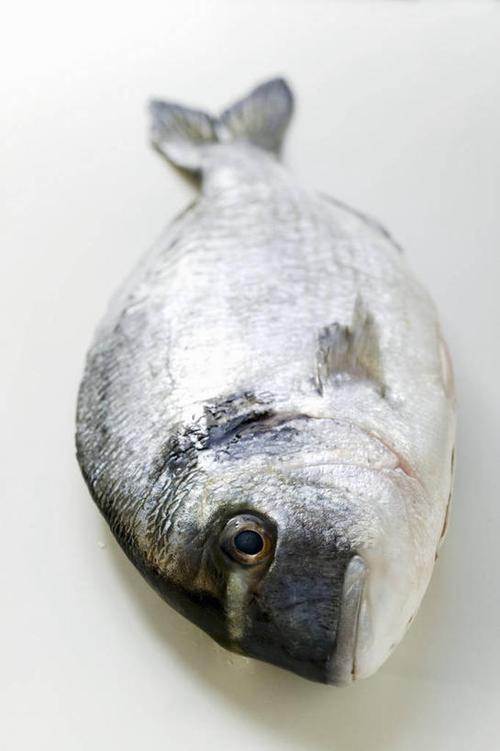 水產,海洋生物,木制品,攝影,影棚,鯛,加吉魚,銅盆魚,水生動物,海產品