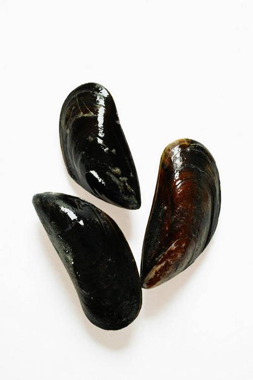 影子,水產,海洋生物,三個,黑色,木制品,攝影,影棚,水生動物,海產品
