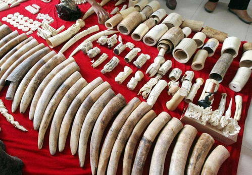 中國大媽在非洲走私狂賺4000萬,被判15年,耿爽回應(yīng) 絕不袒護